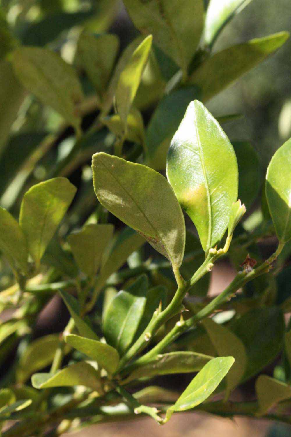              Sun leaves (Riverside, CA)       